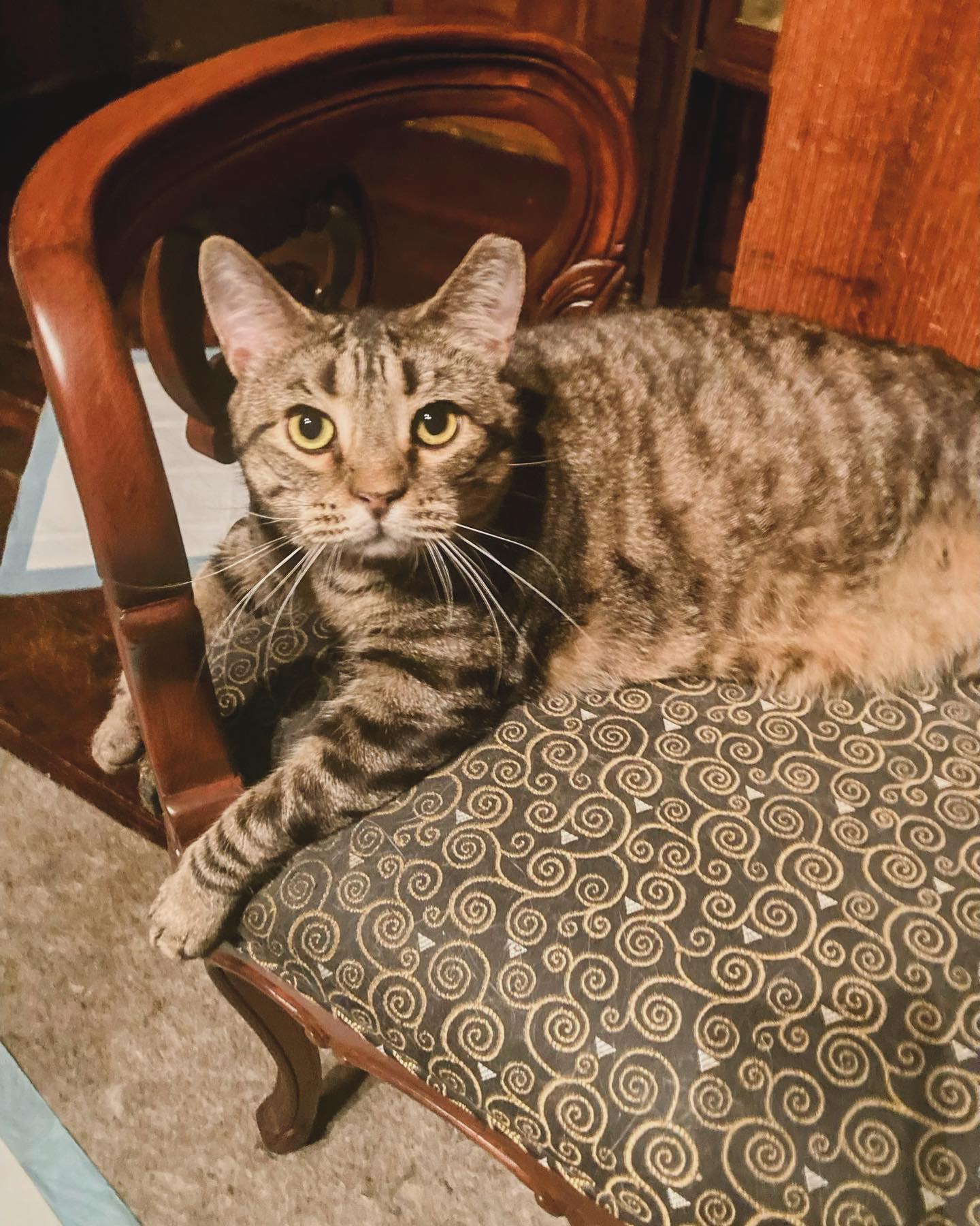 James is probably the most chill and affectionate cat we’ve ever met! 