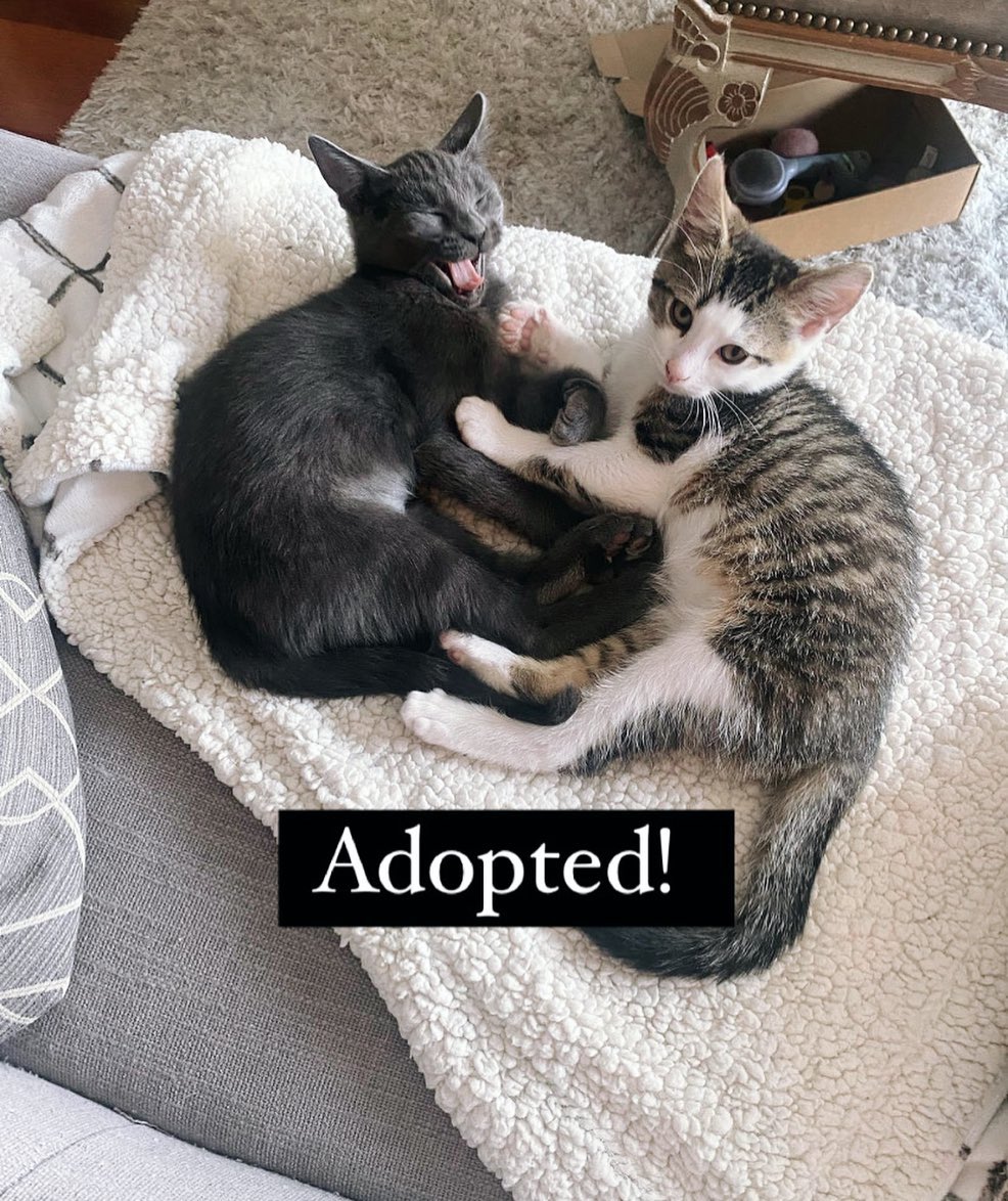 Lance & Miranda we’re adopted …TOGETHER!! 